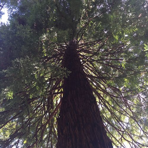 Tree in the Butchart Gardens