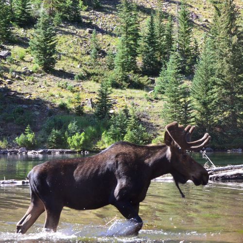 Moose in lake