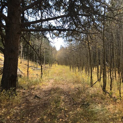 Grove of aspen trees