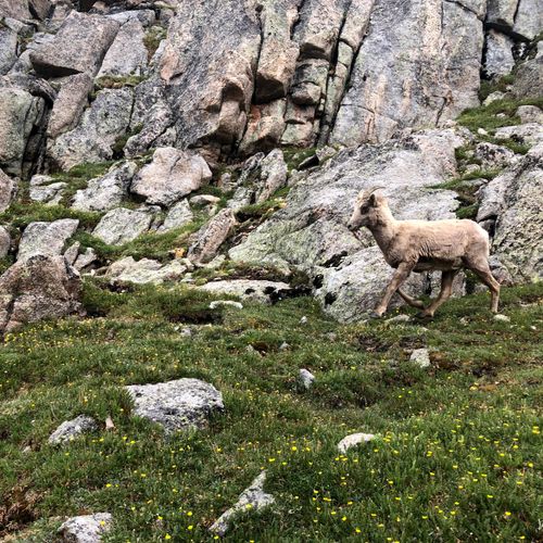 Mountain goat